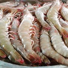 میگو تازه پاک شده ویژه پخش مستقیم